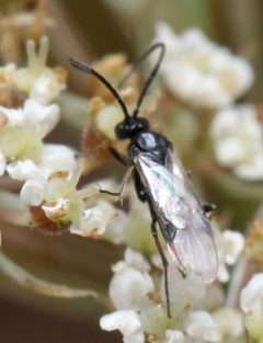 Microgastrinae by (c) Alandmanson, some rights reserved (CC BY). Used under a CC-BY license.