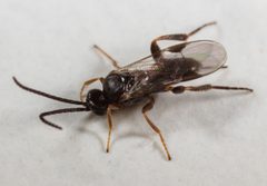 Microgastrinae by (c) portioid, some rights reserved (CC BY), uploaded by portioid. Used under a CC-BY license.