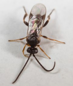 Microgastrinae by (c) portioid, some rights reserved (CC BY), uploaded by portioid. Used under a CC-BY license.
