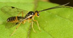 Ctenopelmatinae by (c) skitterbug, some rights reserved (CC BY), uploaded by skitterbug. Used under a CC-BY license.
