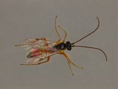 Homotropus by (c) Donald Hobern, some rights reserved (CC BY). Used under a CC-BY license.