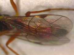 Homotropus by (c) Donald Hobern, some rights reserved (CC BY). Used under a CC-BY license.