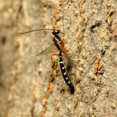 Rhyssinae by (c) Katja Schulz, some rights reserved (CC BY). Used under a CC-BY license.