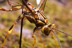 Rhyssinae by (c) Ken-ichi Ueda, some rights reserved (CC BY), uploaded by Ken-ichi Ueda. Used under a CC-BY license.