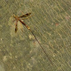 Megarhyssa macrurus by (c) Katja Schulz, some rights reserved (CC BY). Used under a CC-BY license.