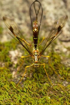 Megarhyssa macrurus by (c) Ken-ichi Ueda, some rights reserved (CC BY), uploaded by Ken-ichi Ueda. Used under a CC-BY license.
