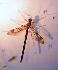 Megarhyssa macrurus by (c) Amber M. King, some rights reserved (CC BY), uploaded by Amber M. King. Used under a CC-BY license.