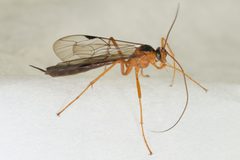 Tryphoninae by (c) Jon Sullivan, some rights reserved (CC BY). Used under a CC-BY license.