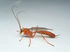 Tryphoninae by (c) Tom, some rights reserved (CC BY), uploaded by Tom. Used under a CC-BY license.