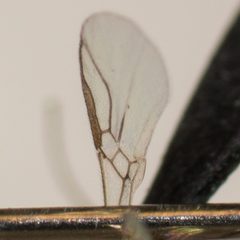 Hormiinae by no rights reserved, uploaded by Jesse Rorabaugh. Used under a CC0 license.