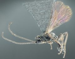 Hormiinae by no rights reserved, uploaded by Jesse Rorabaugh. Used under a CC0 license.