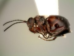 Acraspis pezomachoides by (c) Will Kuhn, some rights reserved (CC BY), uploaded by Will Kuhn. Used under a CC-BY license.