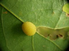 Acraspis pezomachoides by (c) Andy Deans, some rights reserved (CC BY), uploaded by Andy Deans. Used under a CC-BY license.