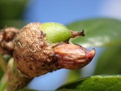 Callirhytis carmelensis by (c) Cricket Raspet, some rights reserved (CC BY), uploaded by Cricket Raspet. Used under a CC-BY license.