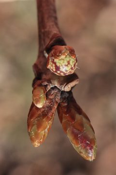 Andricus pisiformis by (c) Jeff Clark, some rights reserved (CC BY), uploaded by Jeff Clark. Used under a CC-BY license.