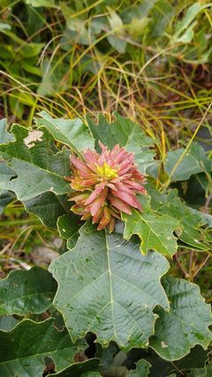Andricus quercusfrondosus by (c) Scarlett S., some rights reserved (CC BY), uploaded by Scarlett S.. Used under a CC-BY license.