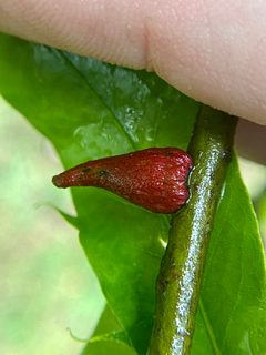 Callirhytis quercusventricosa by (c) Emily Summerbell, some rights reserved (CC BY), uploaded by Emily Summerbell. Used under a CC-BY license.