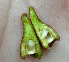 Callirhytis quercusventricosa by (c) Emily Summerbell, some rights reserved (CC BY), uploaded by Emily Summerbell. Used under a CC-BY license.