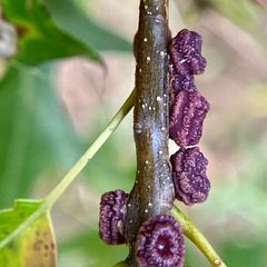 Kokkocynips difficilis by (c) Emily Summerbell, some rights reserved (CC BY), uploaded by Emily Summerbell. Used under a CC-BY license.