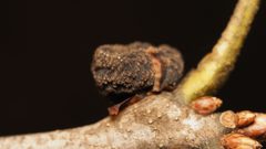 Kokkocynips imbricariae by no rights reserved, uploaded by Adam Kranz. Used under a CC0 license.