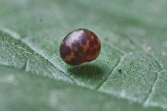 Neuroterus anthracinus by (c) Matthew Vosper, some rights reserved (CC BY), uploaded by Matthew Vosper. Used under a CC-BY license.