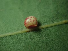 Neuroterus anthracinus by (c) Alexis Tinker-Tsavalas, some rights reserved (CC BY), uploaded by Alexis Tinker-Tsavalas. Used under a CC-BY license.