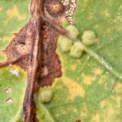 Neuroterus niger by (c) Emily Summerbell, some rights reserved (CC BY), uploaded by Emily Summerbell. Used under a CC-BY license.