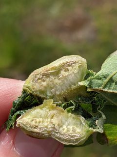 Neuroterus washingtonensis by (c) Bryn, some rights reserved (CC BY), uploaded by Bryn. Used under a CC-BY license.