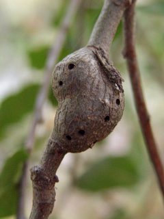 Protobalandricus spectabilis by (c) Franco Folini, some rights reserved (CC BY). Used under a CC-BY license.