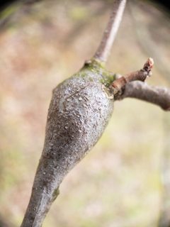 Zapatella quercusphellos by (c) Andy Deans, some rights reserved (CC BY), uploaded by Andy Deans. Used under a CC-BY license.