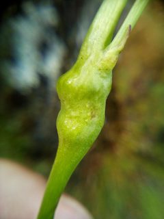 Phanacis hypochoeridis by (c) Stephen Thorpe, some rights reserved (CC BY), uploaded by Stephen Thorpe. Used under a CC-BY license.