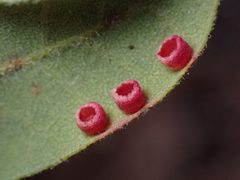 Phylloteras cupella by (c) Cricket Raspet, some rights reserved (CC BY), uploaded by Cricket Raspet. Used under a CC-BY license.