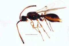 Ambositrinae by (c) Mike Bowie, some rights reserved (CC BY), uploaded by Mike Bowie. Used under a CC-BY license.