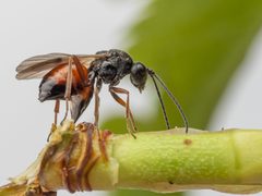 Diplolepis rosae by (c) Piotr Lukasik, some rights reserved (CC BY), uploaded by Piotr Lukasik. Used under a CC-BY license.