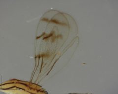 Zagrammosoma multilineatum by (c) Will Kuhn, some rights reserved (CC BY), uploaded by Will Kuhn. Used under a CC-BY license.