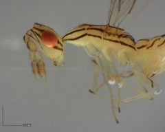 Zagrammosoma multilineatum by (c) Will Kuhn, some rights reserved (CC BY), uploaded by Will Kuhn. Used under a CC-BY license.