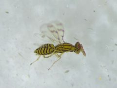 Zagrammosoma multilineatum by (c) Kyle Rossner, some rights reserved (CC BY), uploaded by Kyle Rossner. Used under a CC-BY license.