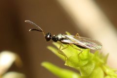 Hemiptarsenus by (c) Alan Manson, some rights reserved (CC BY), uploaded by Alan Manson. Used under a CC-BY license.