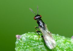 Eurytomidae by (c) Steve Kerr, some rights reserved (CC BY), uploaded by Steve Kerr. Used under a CC-BY license.