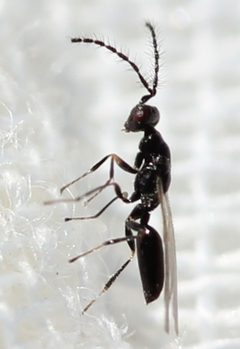 Eurytomidae by (c) Even Dankowicz, some rights reserved (CC BY), uploaded by Even Dankowicz. Used under a CC-BY license.