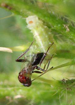 Aspicerinae by (c) Alan Manson, some rights reserved (CC BY), uploaded by Alan Manson. Used under a CC-BY license.