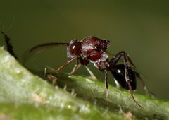 Aspicerinae by (c) Alan Manson, some rights reserved (CC BY), uploaded by Alan Manson. Used under a CC-BY license.