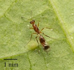 Acmopolynema by no rights reserved, uploaded by Jesse Rorabaugh. Used under a CC0 license.