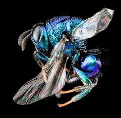 Perilampidae by (c) USGS Bee Inventory and Monitoring Lab, some rights reserved (CC BY). Used under a CC-BY license.