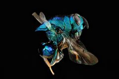 Perilampidae by (c) USGS Bee Inventory and Monitoring Lab, some rights reserved (CC BY). Used under a CC-BY license.