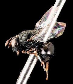 Perilampidae by (c) USGS Bee Inventory and Monitoring Lab, some rights reserved (CC BY). Used under a CC-BY license.