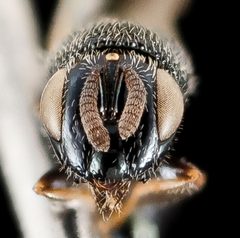 Perilampidae by (c) USGS Bee Inventory and Monitoring Lab, some rights reserved (CC BY). Used under a CC-BY license.