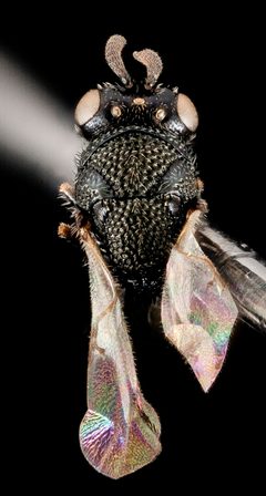 Perilampidae by (c) USGS Bee Inventory and Monitoring Lab, some rights reserved (CC BY). Used under a CC-BY license.