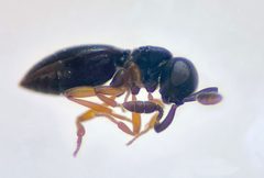 Sceliotrachelinae by (c) Steve Kerr, some rights reserved (CC BY), uploaded by Steve Kerr. Used under a CC-BY license.