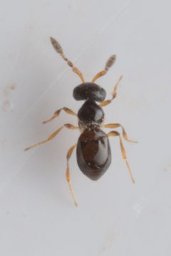 Sceliotrachelinae by (c) Trevor Van Loon, some rights reserved (CC BY), uploaded by Trevor Van Loon. Used under a CC-BY license.